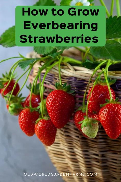 When To Plant Strawberries, Growing Strawberries In Containers, How To Grow Strawberries, Types Of Strawberries, Everbearing Strawberries, Strawberries In Containers, Grow Strawberries, Strawberry Planters, Herb Garden Kit