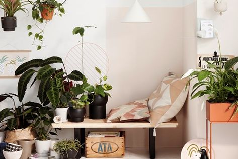 10 best indoor plants Indoor Plants Apartments, Indoor Plants Clean Air, Indoor Plants Bedroom, Indoor Plants Diy, Indoor Plants Low Light, Air Cleaning Plants, Indoor Plant Wall, Interior Boho, Best Indoor Plants