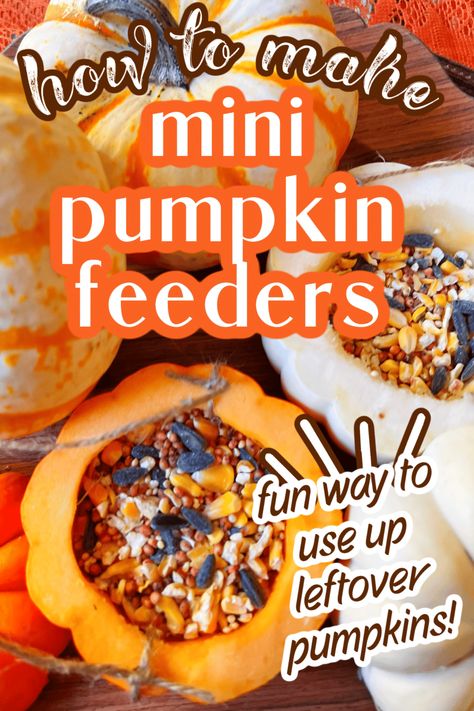 Pumpkin Bird Feeder For Kids, Real Pumpkin Crafts For Kids, Pumpkin Bird Feeder, Bird Pumpkin Carving, Pinecone Bird Feeder No Peanut Butter, Birdfeeders Kids Can Make, Fall Kids Activities, Peanut Butter Pinecone Bird Feeder, Easy Pumpkin Crafts