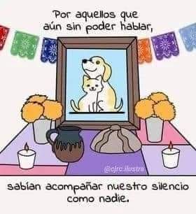 Dia De Los Muertos Decorations Ideas, Mexican Culture Art, Me And My Dog, Halloween Animals, Mexican Culture, Día De Muertos, Funny Animal Pictures, Pet Grooming, Dia De Muertos