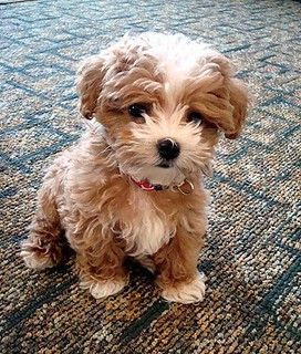 f557b9f9e94cabfd7ef68b3aa008ee2b | scoobynexus | Flickr Bear Dog Breed, Teddy Bear Puppies, Maltipoo Dog, Cute Small Dogs, Teddy Bear Dog, Maltipoo Puppy, Really Cute Puppies, Cavapoo Puppies, Dogs Cute