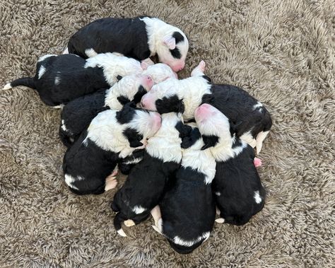 A litter of Mini Sheepadoodles raised in Iowa by Poodles 2 Doodles Sheepadoodle Puppy, Goldendoodle Breeders, Puppy Litter, English Sheepdog, Goldendoodle Puppy, Old English Sheepdog, Dog Breeder, Family Dogs, Labradoodle