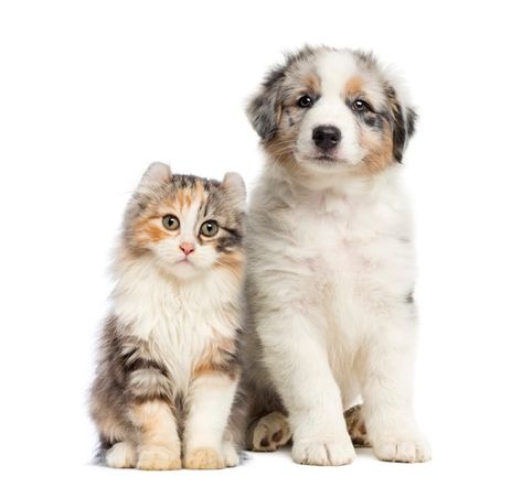 Cat And Dog Drawing, Puppy And Kitten, Holistic Pet Care, Natural Pet Care, Puppy Sitting, Heartwarming Photos, Mini Wall, Shop Boutique, Puppy Photos