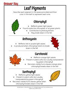 Why Do Leaves Change Colors in Autumn | Woo! Jr. Kids Activities Leaf Lessons, Nature Lessons, Fall Science, Leaves Changing Color, Fall Preschool Activities, Fall Lessons, Fall Preschool, Plant Science, Science Worksheets