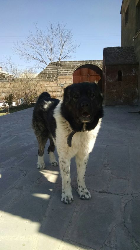 Armenian Gampr, Jango, Caucasian Shepherd Armenian Gampr Dog, Belgian Laekenois, Bohemian Shepherd, German Longhaired Pointer, Cute Fluffy Animals, Singing Dog, Brazilian Terrier, Portuguese Podengo, Greenland Dog