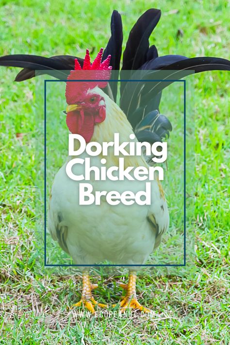 Dorking Chickens, New Chicken Owners, Production Red Chickens, D’uccle Chickens, What Chickens Cannot Eat, Raising Rhode Island Red Chickens, Chicken Breeds, Raising Chickens, Chickens Backyard