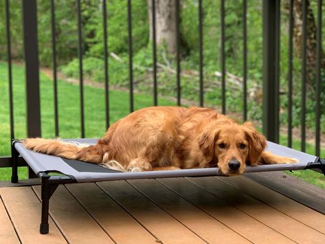 Raised Dog Beds, Dog Cots, Elevated Dog Bed, Cool Dog Beds, Long Walk, Camping Bed, Ring Doorbell, Red Barns, Dog Beds