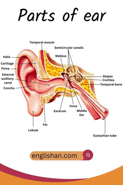 Parts of Ear, Anatomy, Diagram, Inner ear, Outer Ear and Middle ear with Functions Ear Labeled Diagram, Outer Ear Anatomy, Ear Diagram Anatomy, External Ear Anatomy, Ears Anatomy Drawing, Structure Of Human Ear, Ear Diagram, Ear Structure, English 101