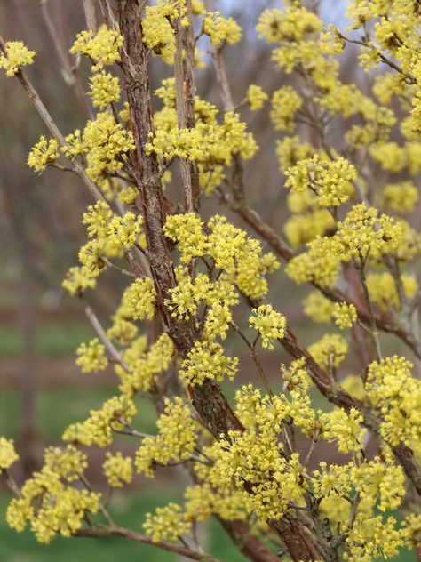 Saffron Sentinel® Cornelian Cherry - J. Frank Schmidt & Son Co. Cornelian Cherry, Cornus Mas, Columnar Trees, Yellow Fruit, Red Fruit, Garden Trees, Cherry Tree, Green Foliage, Early Fall