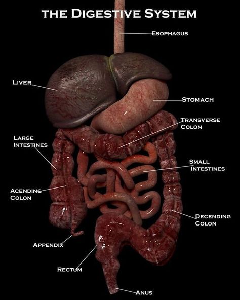 Intestines Anatomy, Human Body Vocabulary, Digestive System Anatomy, Human Digestive System, Human Body Organs, Human Body Facts, Bolesti Chrbta, Sistem Pencernaan, The Digestive System