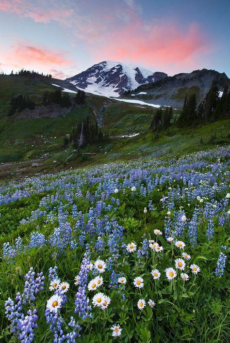 Landscape #mountains #flowers #hills Flower Field And Mountains, Mountain Flowers Wallpaper, Mountain Flower Field, Mountain Flowers Aesthetic, Landscape Photos Nature Horizontal, Mountain Flowers Painting, Mountain Scenery Photography, Hills With Flowers, Landscape Reference Photos