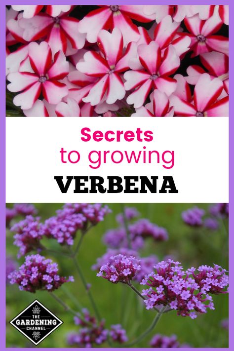 Verbena is a perennial for warmer climates. Follow these gardening tips, including how to start new verbena plants from cuttings. #gardeningchannel #gardening #flowergardening Verbena Plant, Plants From Cuttings, Gardening 101, Gardening Advice, Beautiful Flowers Garden, Hydroponic Gardening, Easy Plants, Wildflower Seeds, Perennial Garden