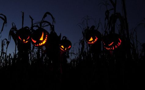 Halloween Cover Photos, Halloween Facebook Cover, Haunted Corn Maze, Halloween 2010, Halloween Scarecrow, Halloween Express, Corn Maze, Theme Halloween, Halloween Backgrounds