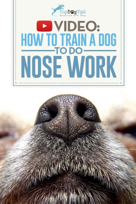 How To Train A Dog To Do Nose Work Video Obedience Training For Dogs, Dog Training Tricks, Work Video, Train A Dog, Dog Training Ideas, Dog Minding, Easiest Dogs To Train, Basic Dog Training, Cesar Millan