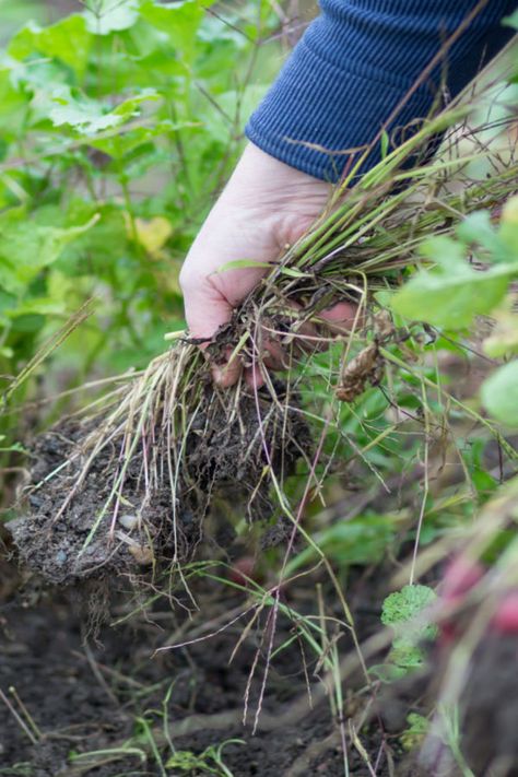 Old World Garden, Garden Themes, Pulling Weeds, Garden Weeds, Covered Garden, Garden Yard Ideas, Garden Theme, Planting Vegetables, Gorgeous Gardens