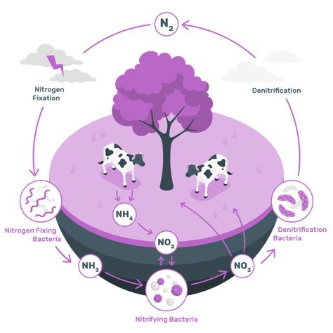 Nitrogen Cycle, Create A Story, Isometric Illustration, Cool Suits, Cycling, Make Your, Science, Illustrations