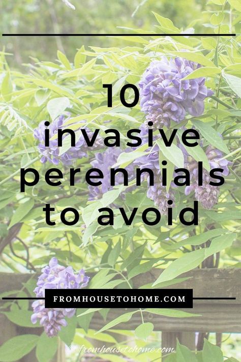 Invasive Plants: 10 Beautiful But Invasive Perennials You Do Not Want In Your Garden | Gardening Odd Plants, Japanese Inspired Garden, Bamboo Species, Wisteria Plant, Autumn Clematis, Landscaping Backyard, Garden Nook, Perennial Grasses, Full Sun Plants