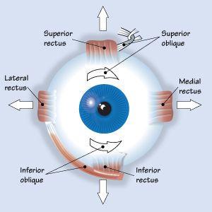 5: The Oculomotor Muscles of the Eye - OpticianWorks Online Optician Training Opthalmic Technician, Optician Training, Eye Health Facts, Optometry Education, Eye Muscles, Optometry School, Basic Anatomy, Operating Room Nurse, Eye Facts