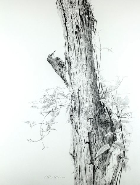 Drawing Forest, Tree Drawings, Tree Drawings Pencil, Tree Images, Tinta China, Charcoal Art, Old Tree, Ancient Forest, Nature Drawing