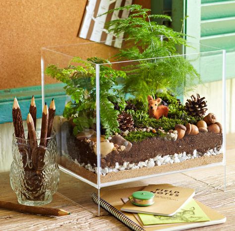 woodland terrarium....cute for a kid's room Cactus Terrarium, Mini Terrarium, Indoor Gardens, Garden Terrarium, Terrarium Diy, Terraria, Terrarium Plants, Succulent Terrarium, Cactus Y Suculentas