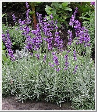 Hidcote Lavender, Lavender Hidcote, Farm Dream, Deer Resistant Garden, Lavender Plants, Edging Plants, Making Plant Pots, City Flowers, Deer Resistant Plants