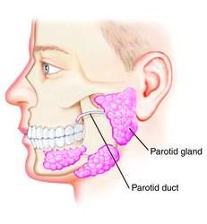 Helping to heal the misunderstandings our culture has around how to navigate the path to greater oral health is so fulfilling for us because this subject has such deep implications to the level of  whole body health each of us experiences on a daily basis. This article is the first of series where…Read More Teeth Decay, Wisdom Teeth Funny, Baby Tooth Decay, Parotid Gland, Teeth Illustration, Reverse Cavities, Wine Making Kits, Dental Decay, Tooth Decay Remedies