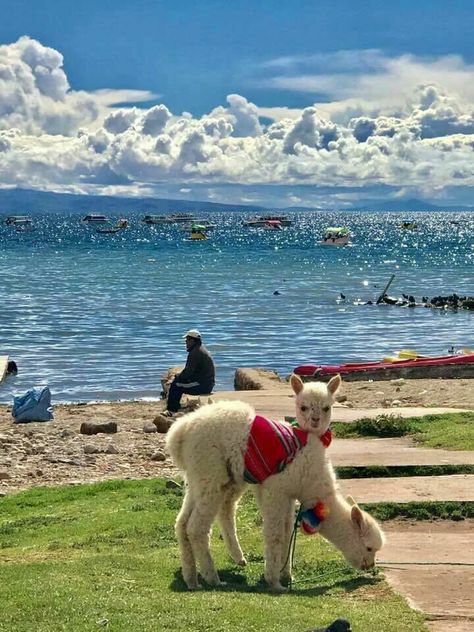 Lago Titicaca Bolivia Bolivia Aesthetic, Lago Titicaca Peru, Football Celebrations, Dream Water, Canvas Painting Projects, Space Art Gallery, Bolivia Travel, Landlocked Country, South American Countries