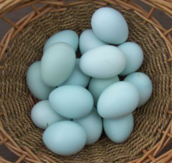 This breed of chickens lays light blue to greenish eggs! Description from bryanfamilyfarm.com. I searched for this on bing.com/images Brahma Chicken Eggs, Ameraucana Chicken Eggs, Duck Eggs Vs Chicken Eggs, Egg Breakfast Recipes, Freeze Eggs, Chicken Eggs Collecting, Cuckoo Maran Chickens Eggs, Araucana Chickens, Barred Rock