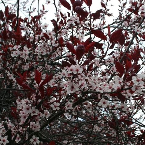 Cherry Plum Tree, Purple Leaf Sand Cherry, Sand Cherry, Entryway Landscaping, Bridal Wreath Spirea, Highbush Cranberry, Cherry Plant, Beech Hedge, Planting Schemes