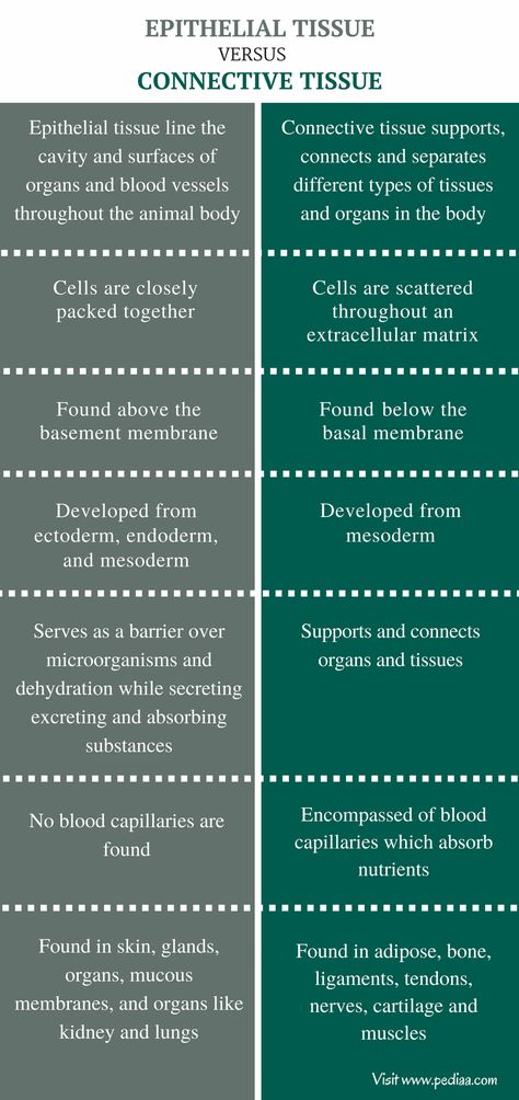 Difference Between Epithelial and Connective Tissue - Comparison Summary Histology Epithelial Tissue, Connective Tissue Anatomy Notes, Epithelium Tissue Notes, Epithelial Tissue Notes, Connective Tissue Notes, Epithelial Tissue Anatomy Notes, Tissues Notes, Anatomy And Physiology 1, Epithelial Tissue