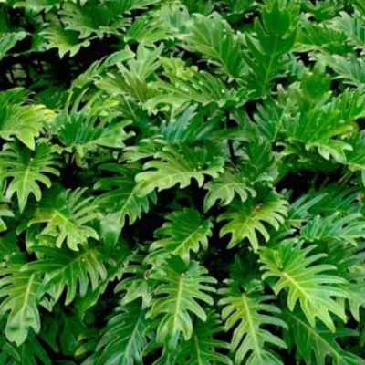 Tropical Shrubs Landscape, Tropical Plant Landscaping Ideas, Florida Zone 9b Landscaping, Small Tropical Front Yard Landscaping, Lanai Plants Florida, Natural Florida Landscaping Ideas, Low Maintenance Landscaping Front Yard Florida, Florida Shade Landscaping, Florida Hedge Plants