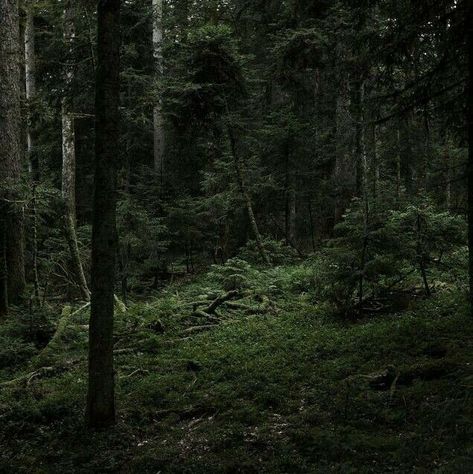 Dark Naturalism, Dark Forest Aesthetic, Dark Fairycore, Dark Green Aesthetic, Trash Art, Slytherin Aesthetic, Dark Cottagecore, Dark Paradise, Arte Inspo