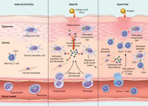 Immune System Nursing, Adaptive Immunity, Innate Immunity, Microbiology Study, Mcat Study, Medical Lab, Medical Laboratory Science, Lab Technician, Medical School Studying