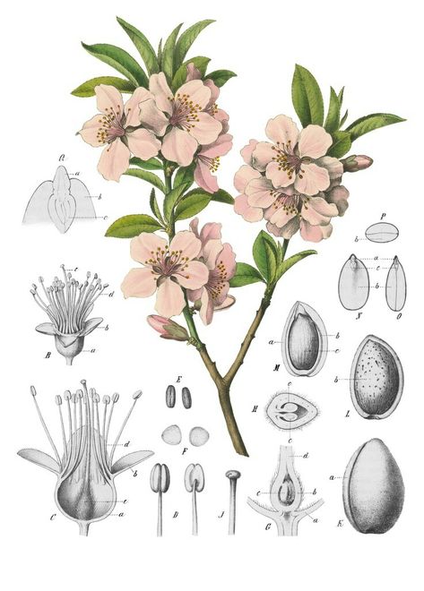 Almond Blossoms Botanical Reference Almond Flower, Botanical Sketchbook, Almond Tree, Peach Tree, Vintage Floral Wallpapers, Blossom Tattoo, Botanical Tattoo, Sakura Tree, Botanical Illustration Vintage