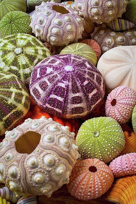 Sea Urchins Art, Seashells Photography, Sea Urchin Shell, Art Coquillage, Sea Life Art, Sea Urchins, Deco Originale, She Sells Seashells, Sea Urchin