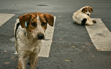 India’s Most Beloved Animal Shelter Faces Closure – How You Can Help! Street Dogs, Stop Animal Cruelty, Save Animals, Geocaching, Ford Mustang Gt, Animal Welfare, Samoa, Animal Rights, Stray Dog