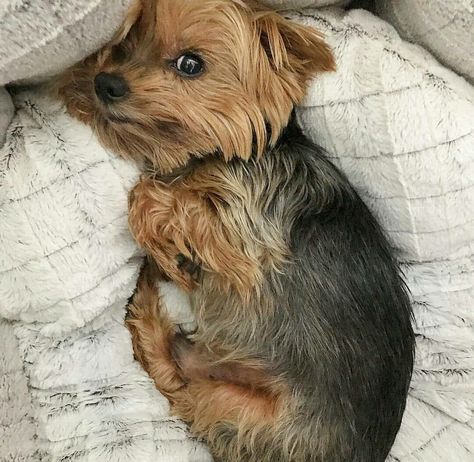 Yorki baby ❤ Baby Yorkies, Yorkie Cuts, Top Dog Breeds, Yorkie Moms, Silky Terrier, Yorkshire Terriers, Yorkie Dogs, Yorkshire Terrier Puppies, Terrier Puppies