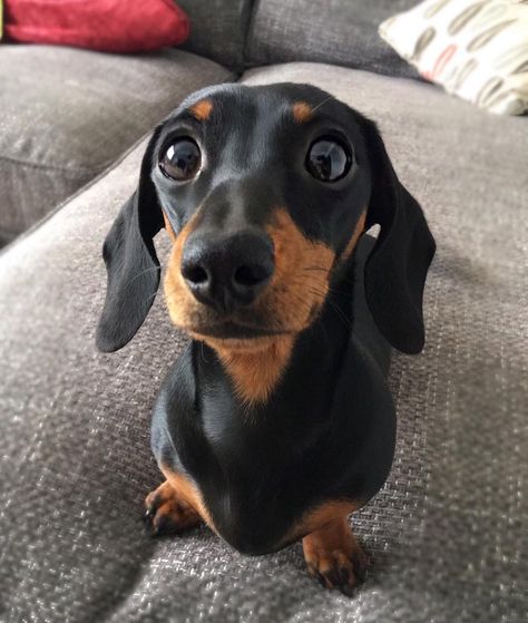 Dachshund Cute, Tan Dachshund, Dachshund Breed, Black And Tan Dachshund, Black Dachshund, Clever Dog, Weiner Dogs, Miniature Dachshunds, Dachshund Mom