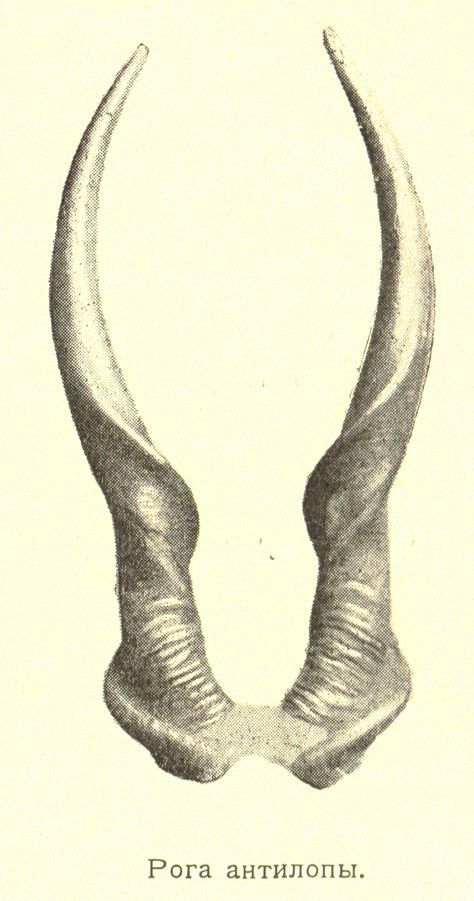 Horns, pora Menelik Ii, Antelope Skull, Antelope Horns, Cosplay Horns, Ceramic Sculpture Figurative, How To Study, Faux Taxidermy, Scientific Illustration, To Study