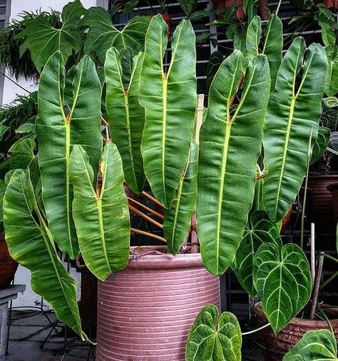 Philodendron Billietiae, Air Layering, Philodendron Plant, Merritt Island, Starter Plants, Organic Seeds, Ornamental Plants, Foliage Plants, Plant Mom