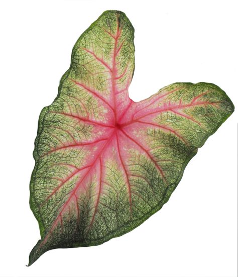 Caladium Tattoo, Art With White Background, Gcse Art, Collage Design, Long Tail, Leaf Art, Green And Pink, Tempera, Art Plastique