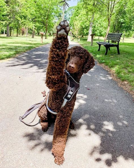 Toy Poodle Haircut Styles, Standard Poodle Teddy Bear, Poodle Teddy Bear Cut, Standard Poodle Cuts, Cocker Spaniel Poodle Mix, Puppy Pfp, Standard Poodle Haircuts, Aesthetic Cute Wallpaper, Toy Poodle Haircut