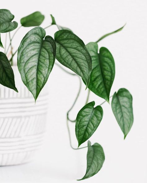 Monstera siltepecana Monstera Siltepecana, Plant Goals, Plants Are Friends, Plant Wishlist, Monstera Plant, Plants Indoor, House Plants Indoor, Pretty Plants, Plants Garden