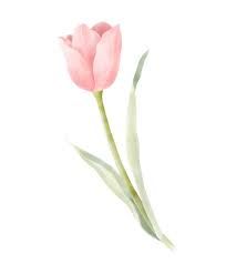 Watercolor Tulips Stock Photos, Pictures & Royalty-Free Images - iStock Pink Tulips Drawing Aesthetic, Watercolour Tulips Easy, Tulips Stickers Printable, Purple Tulips Watercolor, Pink Tulip Watercolor, Floral Watercolor Background, Tulip Drawing, Tulip Tattoo, Tulip Painting