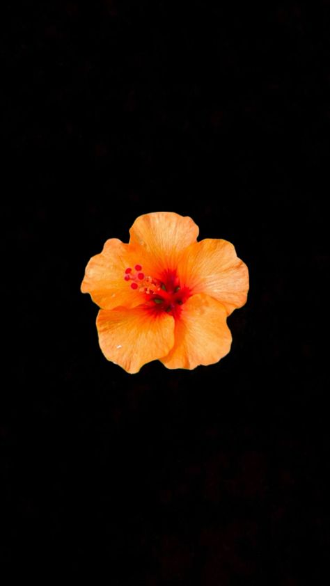 Orange Hibiscus Flower, Black Flowers Wallpaper, Flowers Black Background, Orange Hibiscus, Fleur Orange, Iphone Wallpaper Hipster, Flower Iphone Wallpaper, Flowers Petals, Soft Wallpaper