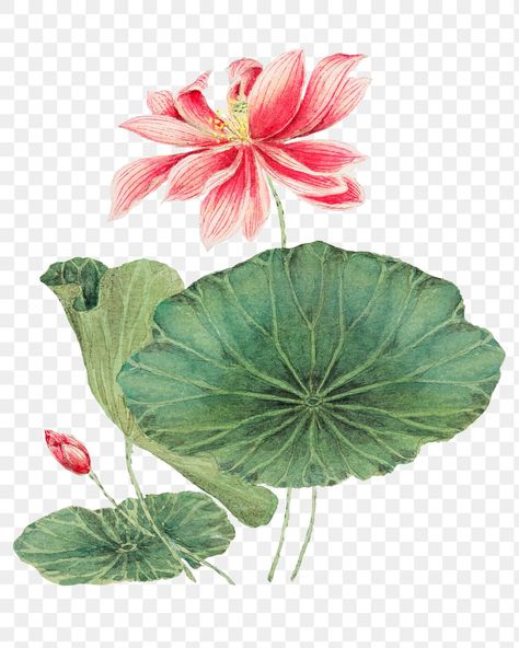 Lotus Illustration, Japanese Lotus, Leaves Vintage, Png Art, Lotus Leaves, Egyptian Art, Free Illustrations, Creative Home, Lotus Flower