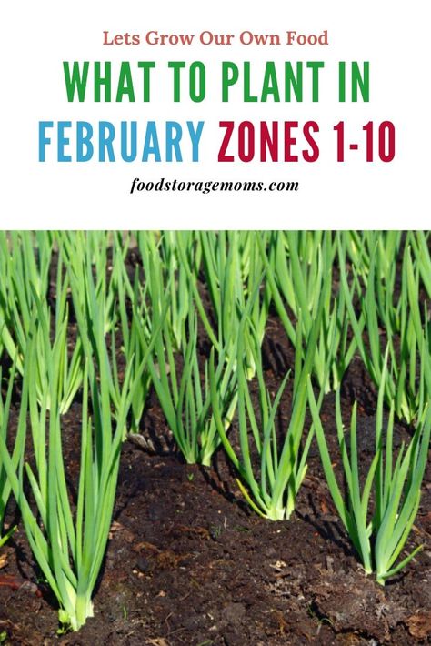 What To Plant In February, Plantarea Legumelor, نباتات منزلية, Veg Garden, Organic Gardening Tips, Veggie Garden, Edible Garden, Gardening For Beginners, Growing Vegetables