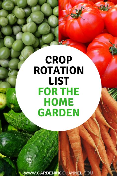 Follow this crop rotation list as a guide to spring planting. Learn how to properly rotate crops. #gardeningchannel #gardening #vegetablegardening 3 Year Crop Rotation, July Crops To Plant, Crop Rotation Charts, Crop Planning, Garden Rotation, Garden Crop Rotation, Sun Requirements For Vegetables, Crop Rotation Charts Vegetable Garden, Ranch Garden