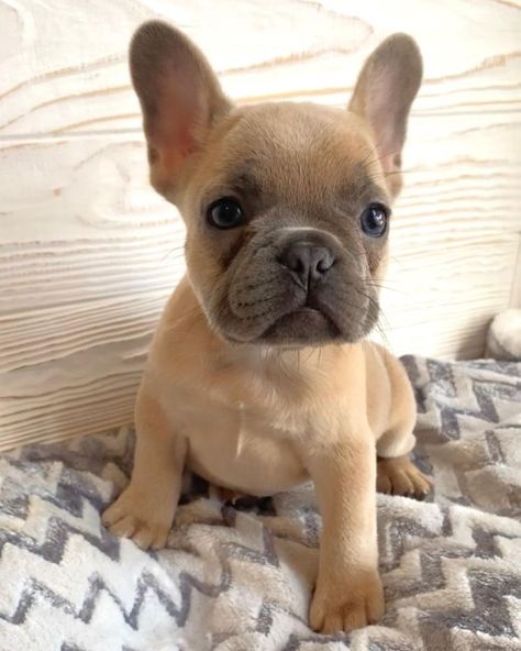 Small Dog Puppies, Puppy French Bulldog, French Bulldog Aesthetic, French Puppies, French Bulldog Colors, Frenchie Bulldog Puppy, Puppies Frenchie, French Dog Breeds, Frenchies Puppies