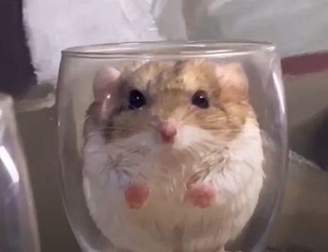 A Hamster, Animals